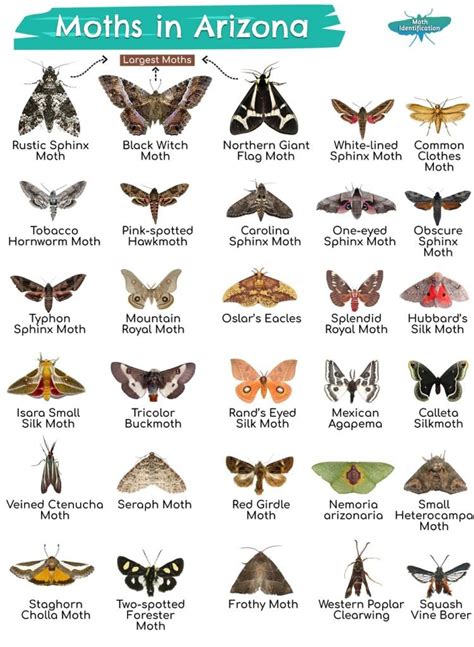 British Day Flying Moths Identification Guide FSC Moths Guide | ubicaciondepersonas.cdmx.gob.mx