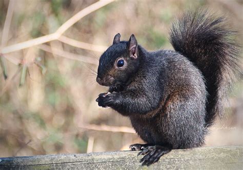 Squirrels { Because They Deserve Their Own Gallery } - Nature's Folio