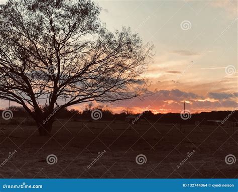 Tree sunset stock photo. Image of sunset, tree, flaming - 132744064