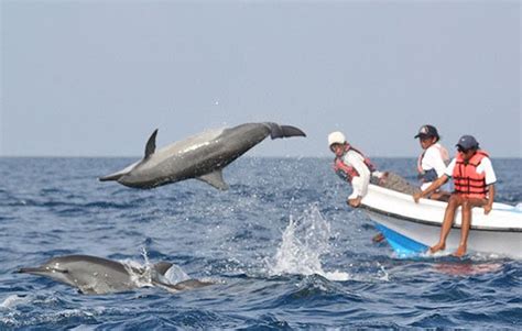 Dolphin Watching in Kalpitiya | Kalpitiya Travel News