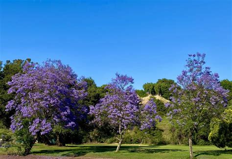 yellow jacaranda tree california - Too Important Vlog Navigateur