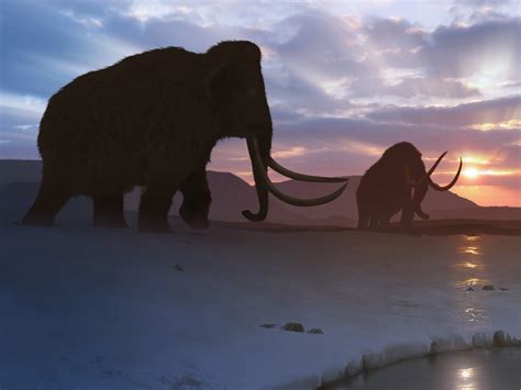 Scientists take a step closer to resurrecting the woolly mammoth | NPR ...