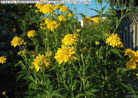 Rudbeckia laciniata hortensia