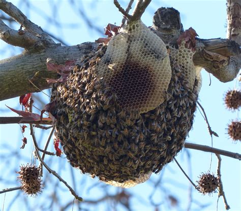 Native Bees | Arroyos & Foothills Conservancy