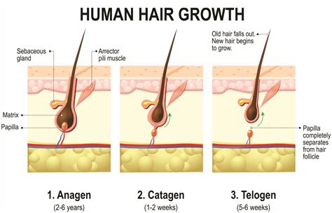 Phases Of Hair Growth Cycle | Styles At Life