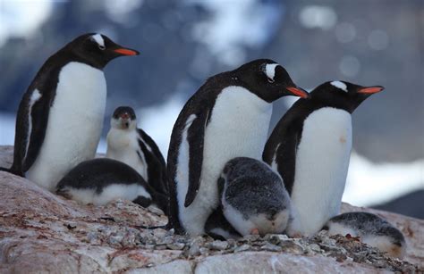 You're Grounded!: A Quiz About Flightless Birds