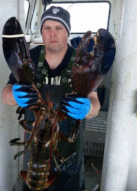 How Big Was the Biggest Lobster Ever Caught? You Won't Believe It! [PHOTOS]