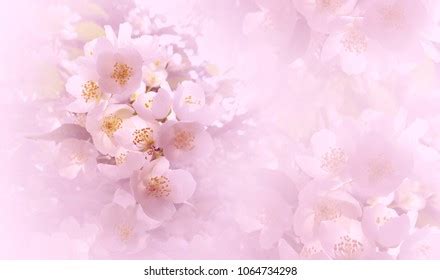 Soft Light Pink Floral Background Flowers Stock Photo 1064734298 | Shutterstock