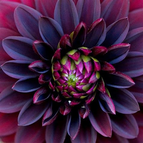 Black Dahlia Flower