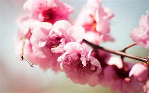 Branch Pink Flowers Spring wallpaper | 1920x1200 | #22653