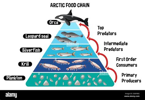 Diagram showing Arctic food chain for education illustration Stock Vector Image & Art - Alamy