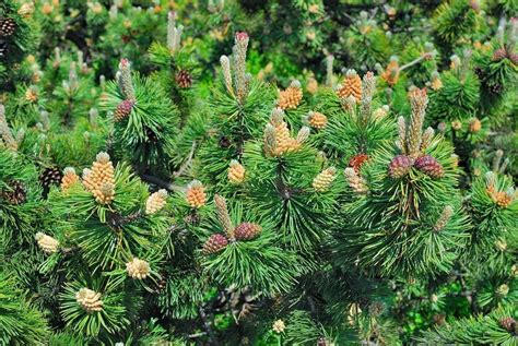 Mugo Pine Pruning - Learn How To Prune A Mugo Pine