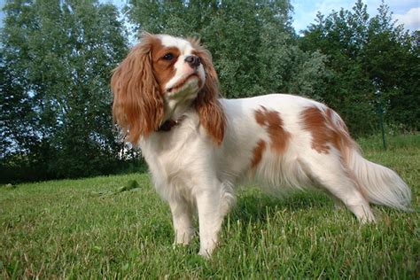 Cavalier King Charles Spaniel Puppies for Sale from Reputable Dog Breeders