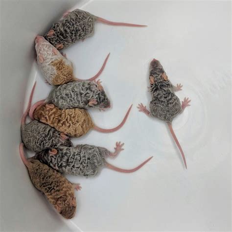 I’ve never seen mice with curls/waves before : pics