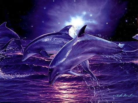 Download Dolphin Wallpaper