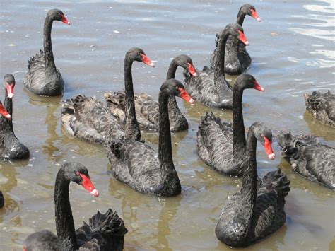 canberra, black swans lake | Swan, Black swan, Swan lake