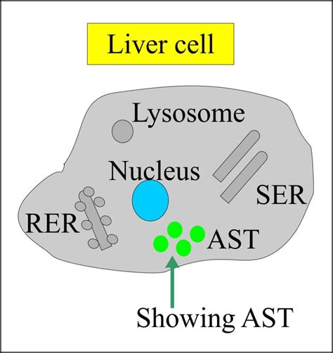 SGOT (Aspartate aminotransferase, AST, Glutamic oxaloacetic ...