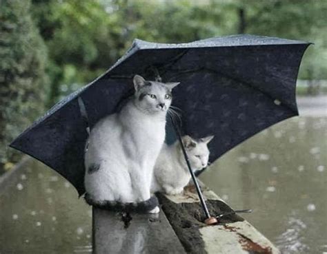 Funny cats: Cat in the rain