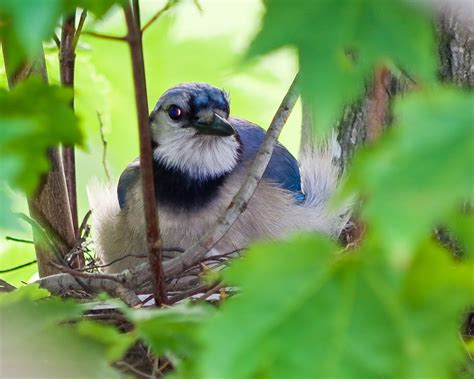 Blue Jay nest within reaching distance - PentaxForums.com