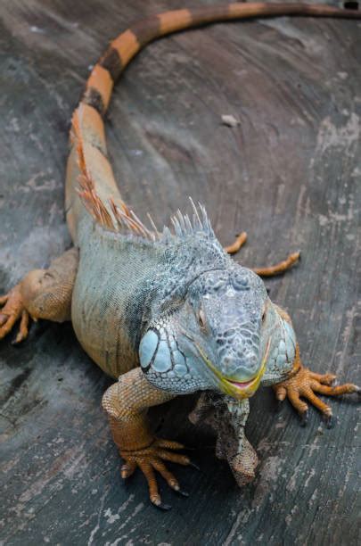 Best Iguana Tail Stock Photos, Pictures & Royalty-Free Images - iStock