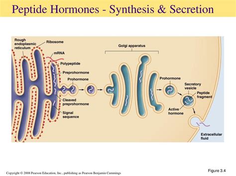 PPT - Cell Signaling and Endocrine Regulation PowerPoint Presentation, free download - ID:5620014