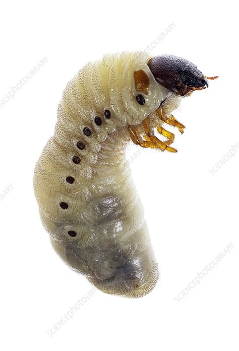 European rhinoceros beetle larva - Stock Image - C023/7945 - Science Photo Library