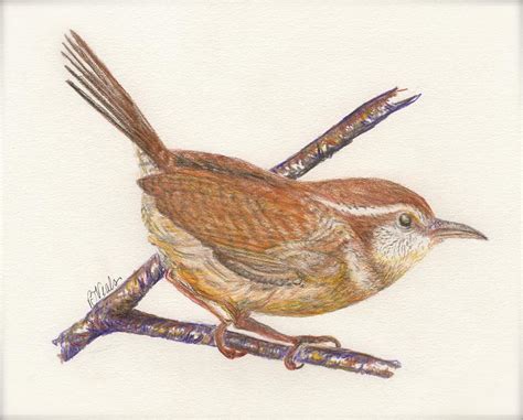 Carolina Wren Drawing by Bev Veals