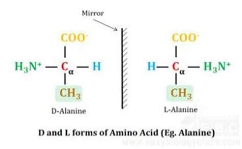 d-and-l-forms-of-amino-acids | EasyBiologyClass