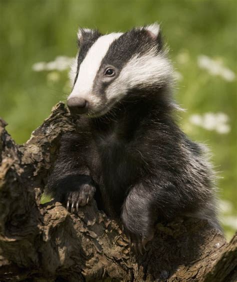 Badgers are protected in the UK by the Protection of badgers Act 1992 and schedule 6 of the ...