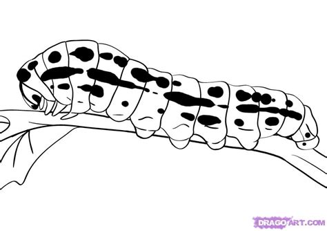 Caterpillar Drawing Pictures at PaintingValley.com | Explore collection of Caterpillar Drawing ...