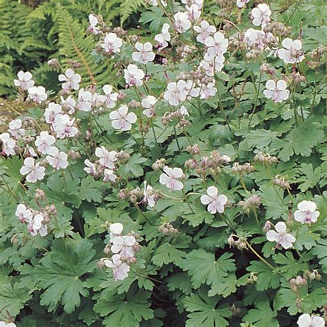 Hardy Geranium 'Biokovo' (Geranium x cantabrigiense) - MyGardenLife