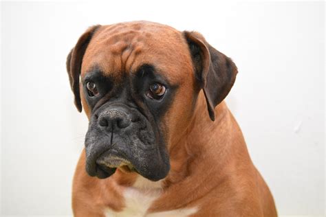 Gratis foto: Boxer, Hund, Djur Porträtt - Gratis bild på Pixabay - 1403829