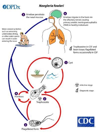 First infection of 'Brain-eating amoeba' reported in Korea - The Korea Times