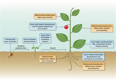 How is auxin linked with cellular energy pathways to promote growth ...