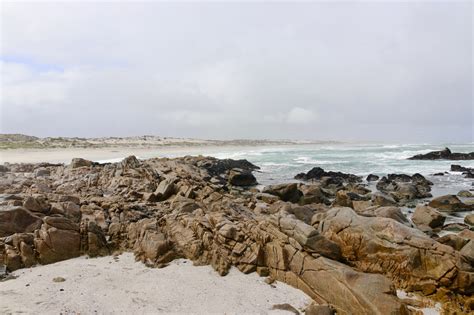 Spring Wild Flowers West Coast National Park. | The Incidental Tourist.