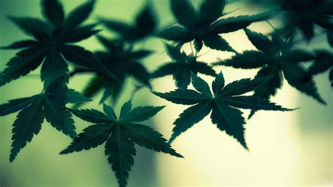 Weed Leaves In Blur Background HD Weed Wallpapers | HD Wallpapers | ID ...