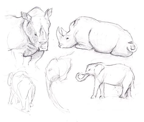 Camp & Draw: Sketching Animals from Life — Expedition Art