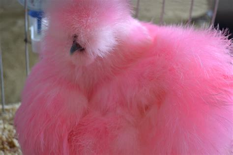 The Big Pink Chicken by Emmylou4246 on DeviantArt