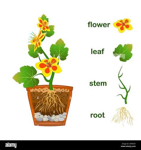 Parts of plant. Scheme with titles of plant part with green leaves ...