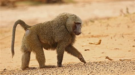 14 Facts About Baboon - Facts.net