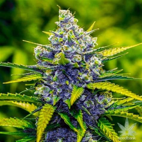 Granddaddy Purple Seeds | Feminized Grand Daddy Purple Strain | GDP