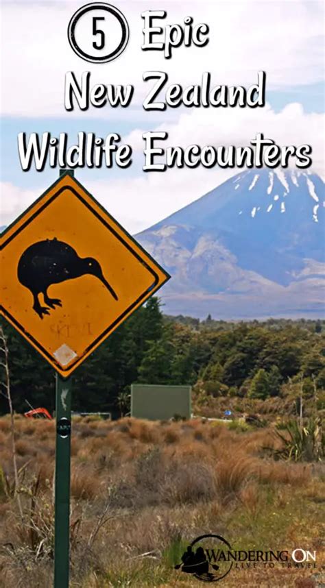 New Zealand Wildlife 5 Epic & Ethical Encounters | Wandering On