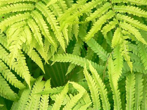 ferns Free Photo Download | FreeImages