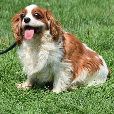 Should you get a Cavalier King Charles Spaniel Rescue Dog? - spanielking