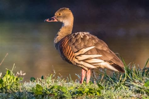 Australian Ducks - Australia's Wonderful Birds