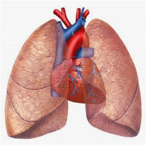 Anatomía Radiológica TORAX: PULMONES