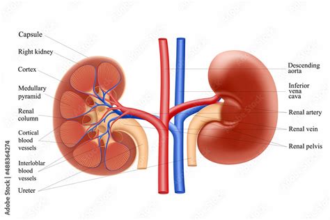 Diagram showing human kidney anatomy. Realistic 3d vector illustration isolated on white ...