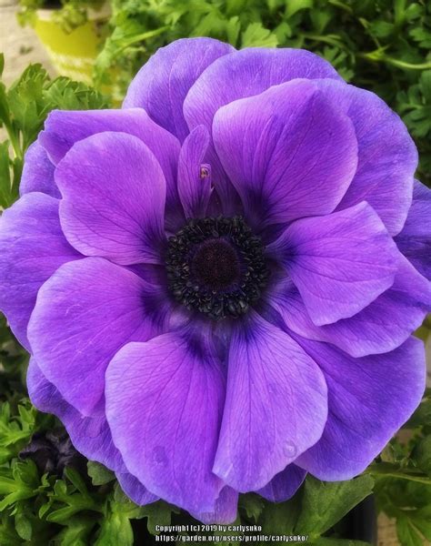 Anemones: Plant Care and Collection of Varieties - Garden.org