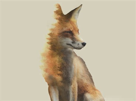 Forest Fox by Ian Barnard on Dribbble