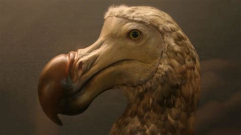 The Dodo Bird - Brilliant News